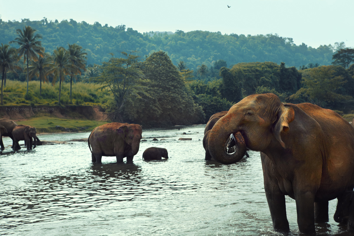 Пиннавела шри. Пиннавела Шри Ланка. Слоновий питомник Шри Ланка Пиннавела. Зоопарк Пиннавела Шри Ланка. Приют для слонов Пиннавела Шри-Ланка.